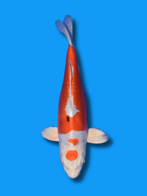 Maruten Yamato Nishiki | Koi&Co.